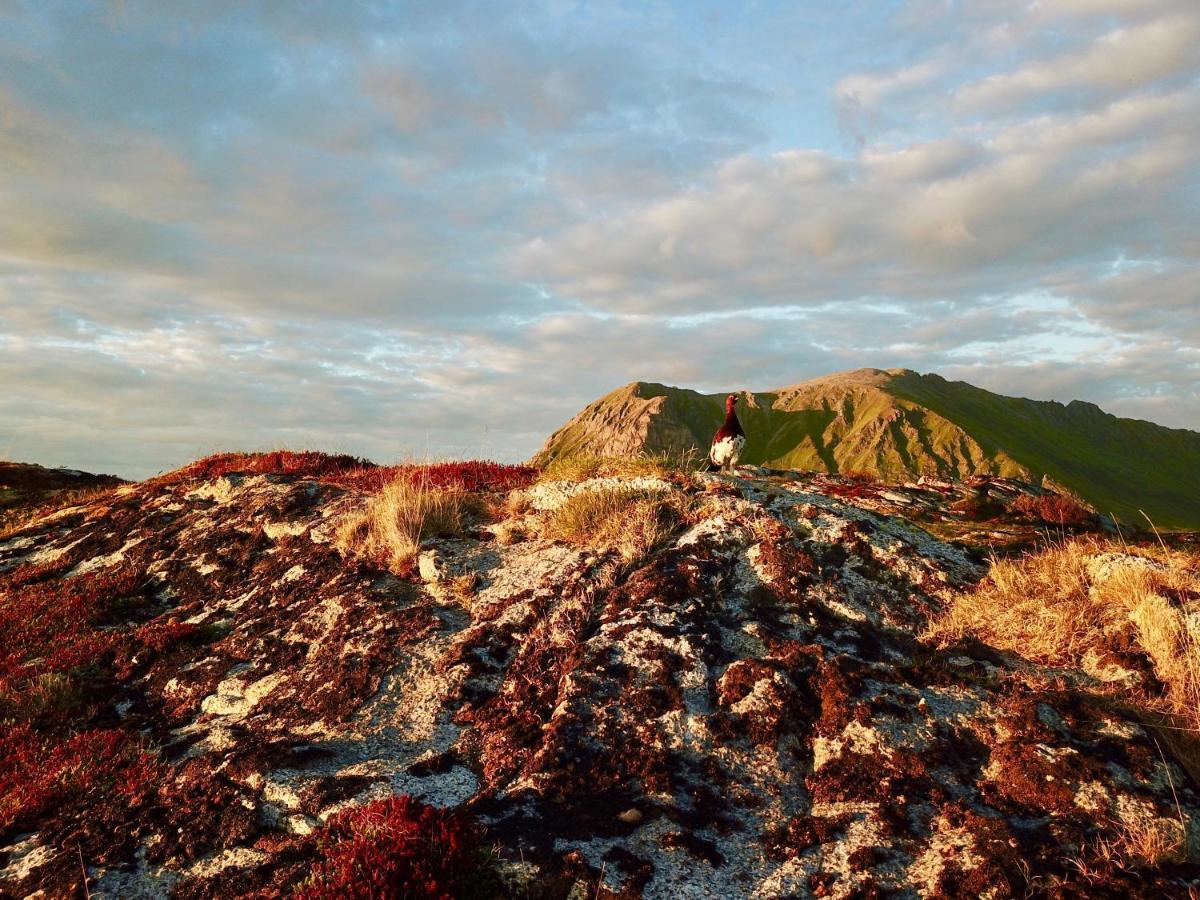 Lofoten Troll View Bostad Bagian luar foto